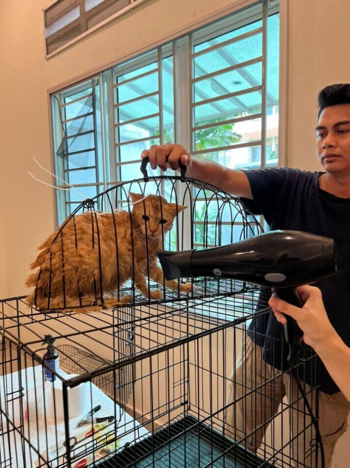 Galeri Animal Malaysia 1